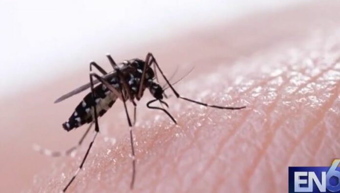 OMS emite alerta por aumento de casos de Chikungunya Para evitar los contagios de Chikungunya, los especialistas recomiendan tomar medidas preventivas como eliminar criaderos de zancudo.