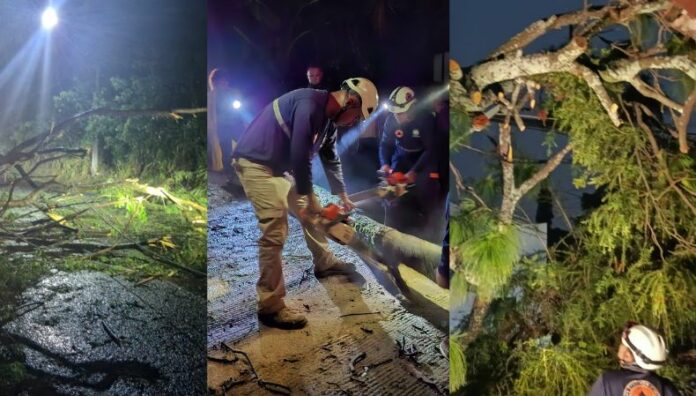 Lluvias dejan varios árboles caídos en San Salvador Centro y Este Al menos seis árboles cedieron tras las últimas lluvias registradas en diferentes zonas de San Salvador Centro y San Salvador Este.