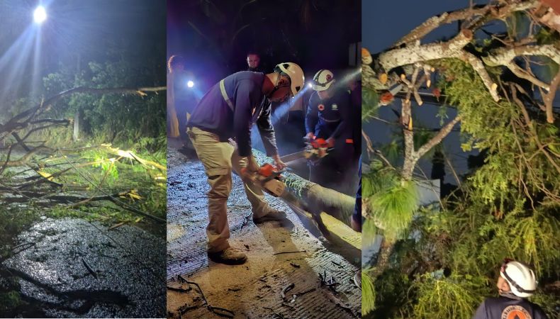 Al menos seis árboles cedieron tras las últimas lluvias registradas en diferentes zonas de San Salvador Centro y San Salvador Este.