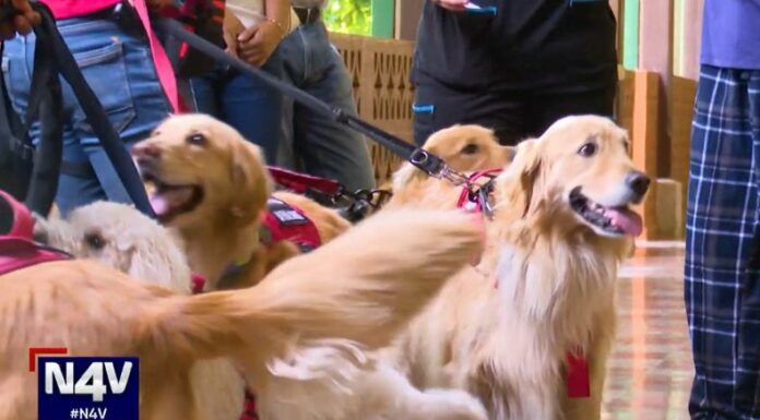 El entrenamiento de caninos es una terapia enriquecedora para adultos mayores en el asilo Narcisa Castilla, ubicado en Santa Ana.