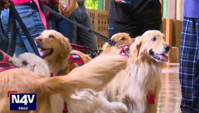 Caninos entrenados para brindar terapia y compañía a adultos mayores El entrenamiento de caninos es una terapia enriquecedora para adultos mayores en el asilo Narcisa Castilla, ubicado en Santa Ana.
