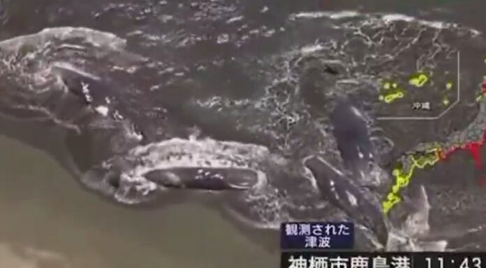 Cuatro ballenas aparecieron varadas en la playa de Tateyama, al sur de Tokio, Japón, horas de que se emitiera alerta por tsunami.