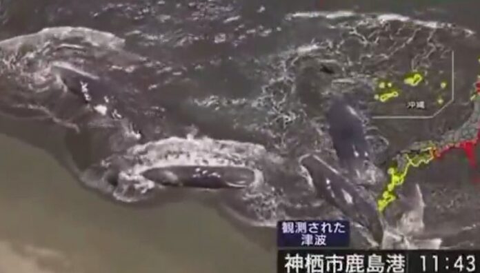 Misterio envuelve caso de ballenas varadas en Japón Cuatro ballenas aparecieron varadas en la playa de Tateyama, al sur de Tokio, Japón, horas de que se emitiera alerta por tsunami.