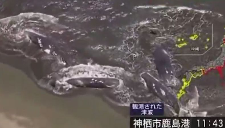 Cuatro ballenas aparecieron varadas en la playa de Tateyama, al sur de Tokio, Japón, horas de que se emitiera alerta por tsunami.
