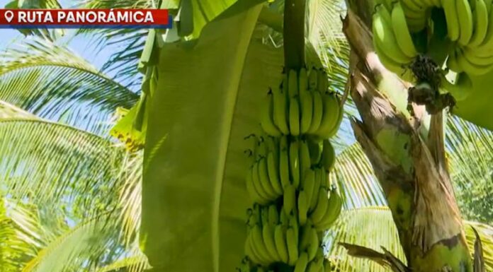 En la ruta Panorámica, entre paisajes montañosos y caminos verdes, se cultiva el guineo, un fruto que sostiene a muchas familias en San Emigdio, La Paz Centro.