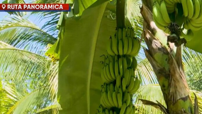 Este es el fruto que alimenta y sostiene a las familias en San Emigdio, La Paz En la ruta Panorámica, entre paisajes montañosos y caminos verdes, se cultiva el guineo, un fruto que sostiene a muchas familias en San Emigdio, La Paz Centro.