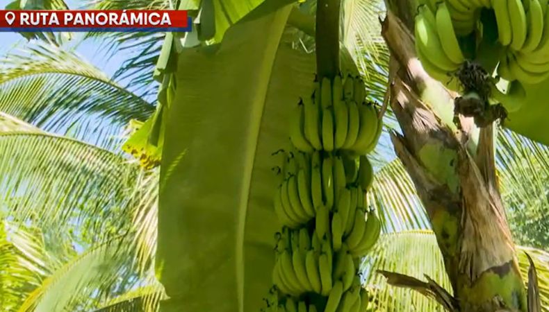 En la ruta Panorámica, entre paisajes montañosos y caminos verdes, se cultiva el guineo, un fruto que sostiene a muchas familias en San Emigdio, La Paz Centro.