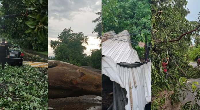 Las fuertes lluvias registradas en las últimas horas provocaron árboles caídos en diferentes zonas del territorio nacional.