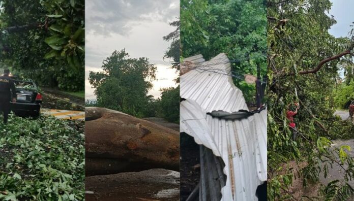 Fuertes lluvias provocan árboles caídos en diversas zonas del país Las fuertes lluvias registradas en las últimas horas provocaron árboles caídos en diferentes zonas del territorio nacional.