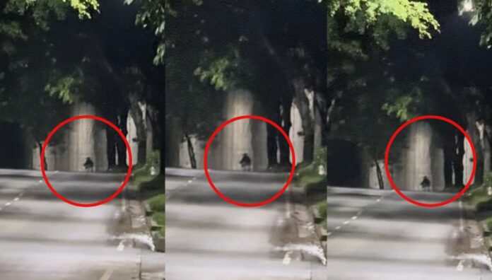 La silueta de la madrugada el misterio que recorre las calles de Santa Tecla Una silueta inquietante recorre las calles de Santa Tecla, envuelta en misterio y dejando a su paso un escalofrío que pocos se atreven a ignorar.