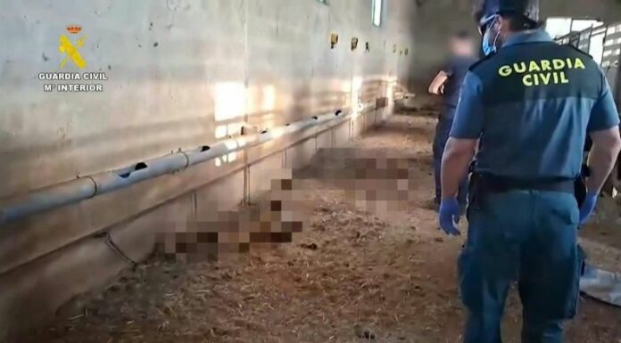 La policía española encontró 32 perros muertos de hambre en una finca en la región de Extremadura, abandonados desde junio sin agua ni alimento.