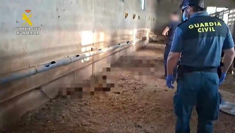 La policía española encontró 32 perros muertos de hambre en una finca en la región de Extremadura, abandonados desde junio sin agua ni alimento.
