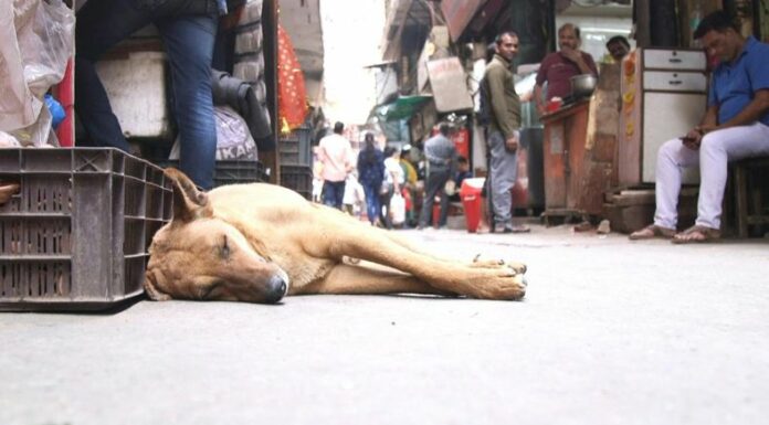 La Corte Suprema de India ordenó el lunes capturar a decenas de miles de perros callejeros en la capital, tras el aumento de ataques por mordeduras.