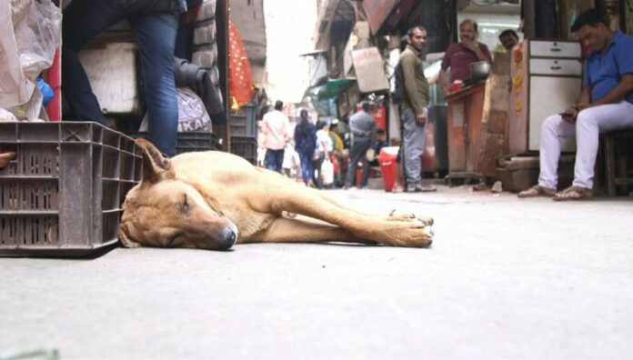India ordena capturar a decenas de miles de perros callejeros en Nueva Delhi La Corte Suprema de India ordenó el lunes capturar a decenas de miles de perros callejeros en la capital, tras el aumento de ataques por mordeduras.