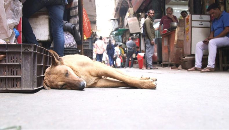La Corte Suprema de India ordenó el lunes capturar a decenas de miles de perros callejeros en la capital, tras el aumento de ataques por mordeduras.