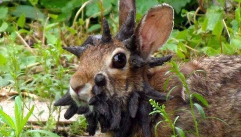 En una ciudad de Colorado, aparecieron conejos con extrañas protuberancias con forma de tentáculos, lo que generó alarma entre los residentes.