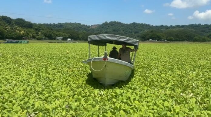 La proliferación de ninfa acuática en el lago de Suchitlán pone en riesgo el comercio y turismo, los comerciantes de la zona afirman que hay una reducción de turistas debido a este fenómeno.