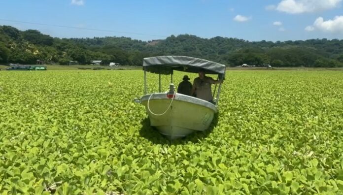 Invasión de ninfa acuática afecta el turismo en el lago Suchitlán La proliferación de ninfa acuática en el lago de Suchitlán pone en riesgo el comercio y turismo, los comerciantes de la zona afirman que hay una reducción de turistas debido a este fenómeno.