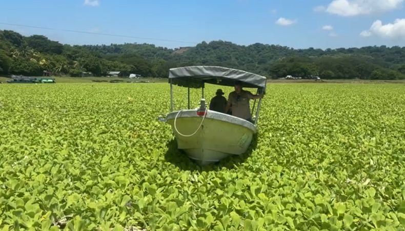 La proliferación de ninfa acuática en el lago de Suchitlán pone en riesgo el comercio y turismo, los comerciantes de la zona afirman que hay una reducción de turistas debido a este fenómeno.