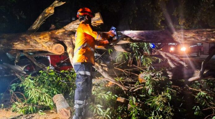 Un árbol cayó sobre una estructura y provocó la muerte de una mujer y varias personas resultaron lesionadas.