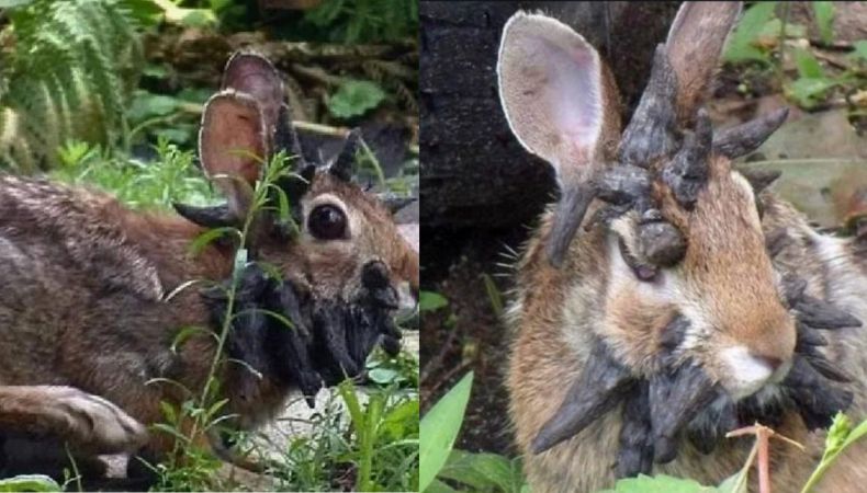 Los expertos señalan que el virus del papiloma del conejo de cola de algodón provoca los inusuales tentáculos en estos animales.