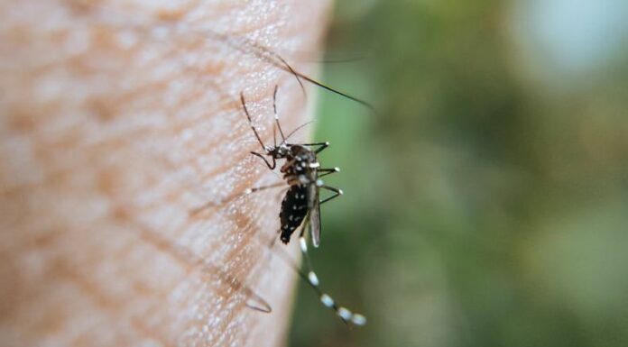 El gremio de maestros alertó sobre el incremento de ausentismo escolar a causa de los casos sospechosos de dengue.