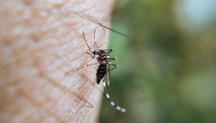 Casos sospechosos de dengue provocan ausentismo escolar El gremio de maestros alertó sobre el incremento de ausentismo escolar a causa de los casos sospechosos de dengue.
