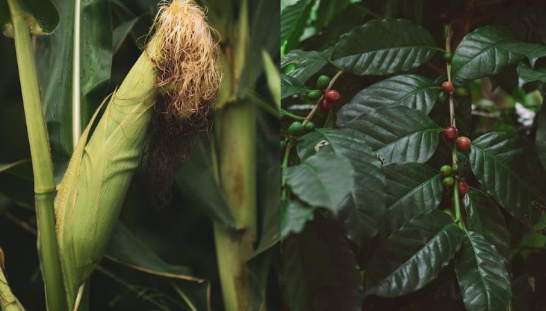 Cosechas de granos básicos y café en riesgo por lluvias Con las proyecciones climáticas para los próximos dos meses, el exceso de lluvias y la humedad pone en riesgo las cosechas de café y maíz.