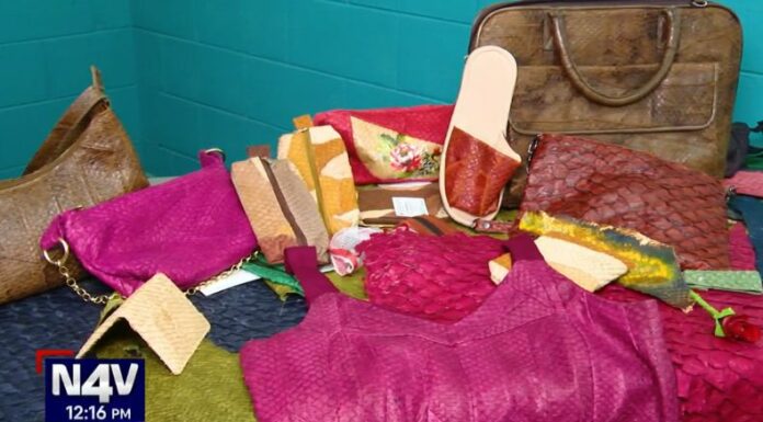 Habitantes de la zona costera del país reciben formación para preparar la piel de pescado en cuero, mismo que sirve para crear nuevos accesorios.