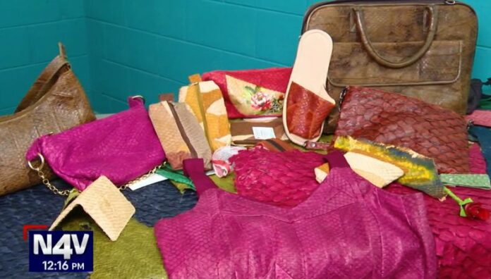 Estos son los productos que se fabrican con la piel del pescado Habitantes de la zona costera del país reciben formación para preparar la piel de pescado en cuero, mismo que sirve para crear nuevos accesorios.