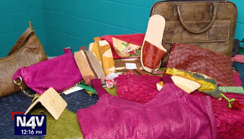 Habitantes de la zona costera del país reciben formación para preparar la piel de pescado en cuero, mismo que sirve para crear nuevos accesorios.