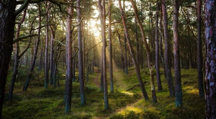 La “tarifa verde”, es un cobro similar al impuesto turístico que está destinada a financiar la protección ambiental.