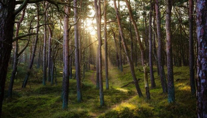 ¿Qué es la tarifa verde FMI recomienda a países aplicarla a extranjeros La “tarifa verde”, es un cobro similar al impuesto turístico que está destinada a financiar la protección ambiental.