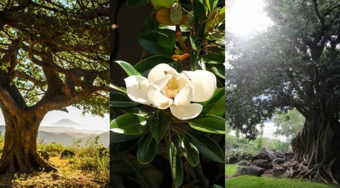 En Panchimalco, la flor del árbol de amate guarda misterios antiguos y concede deseos a los más valientes.