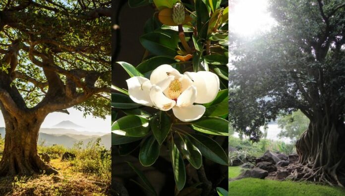 Entre raíces y espíritus el poder oculto de la flor de amate En Panchimalco, la flor del árbol de amate guarda misterios antiguos y concede deseos a los más valientes.