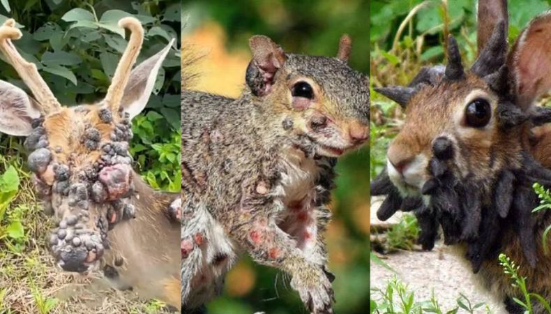 Extrañas deformaciones en conejos, ardillas y ciervos generan alarma en EE. UU. Una extraña enfermedad está afectando a varias especies en Estados Unidos: desde conejos con tentáculos hasta ardillas y ciervos con verrugas.