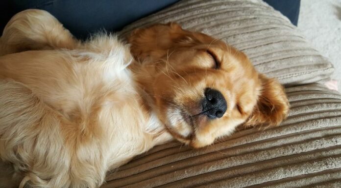 Un estudio reciente de la Universidad de Harvard reveló que los perros reviven momentos de juego y compañía con sus dueños mientras duermen.