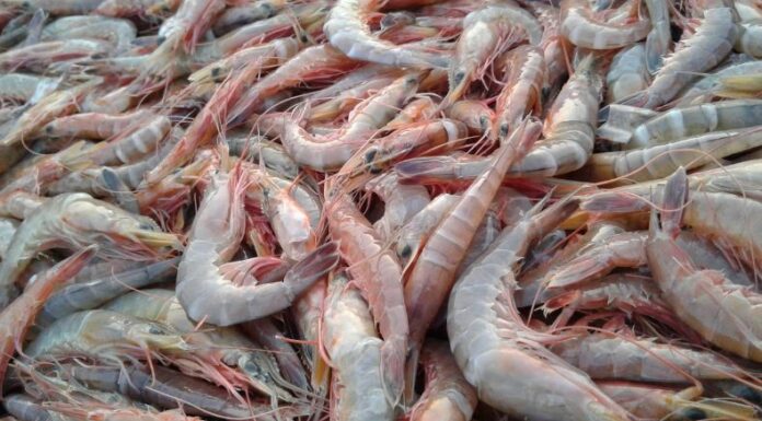 Con la reproducción del camarón gigante, se pretende mejorar la economía de productores y alimentación de familias salvadoreñas.