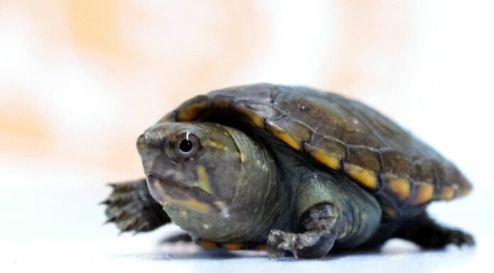 En México nació la tortuga más pequeña del mundo, especie en peligro de extinción, tras la primera reproducción conseguida en cautiverio.