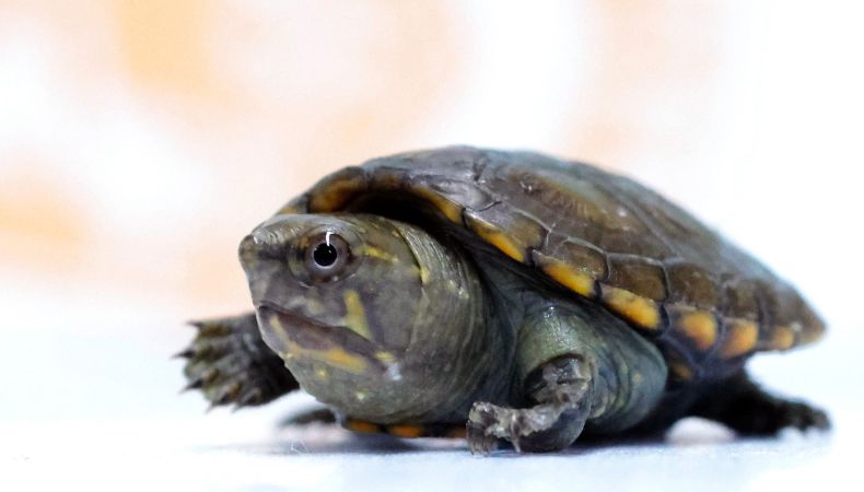 En México nació la tortuga más pequeña del mundo, especie en peligro de extinción, tras la primera reproducción conseguida en cautiverio.