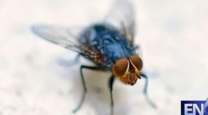 El primer caso humano de gusano barrenador del Nuevo Mundo en Estados Unidos, es de un paciente que viajó desde El Salvador.