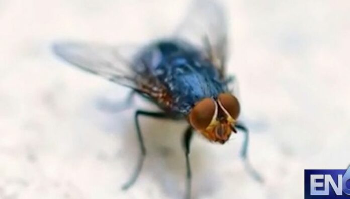 EE. UU. confirma el primer caso humano de gusano barrenador El primer caso humano de gusano barrenador del Nuevo Mundo en Estados Unidos, es de un paciente que viajó desde El Salvador.