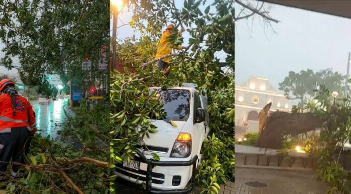 Las lluvias registradas en las últimas horas provocaron la caída de varios árboles en diferentes puntos del país.