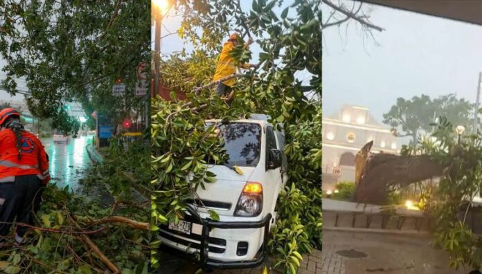 Fuertes lluvias y ráfagas de viento provocan caída de árboles Las lluvias registradas en las últimas horas provocaron la caída de varios árboles en diferentes puntos del país.