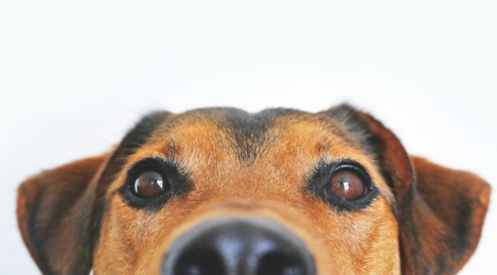 El moquillo canino es una infección viral de rápida propagación y considerada una de las principales amenazas para la vida de los perros cuando no se diagnostica ni se atiende oportunamente.