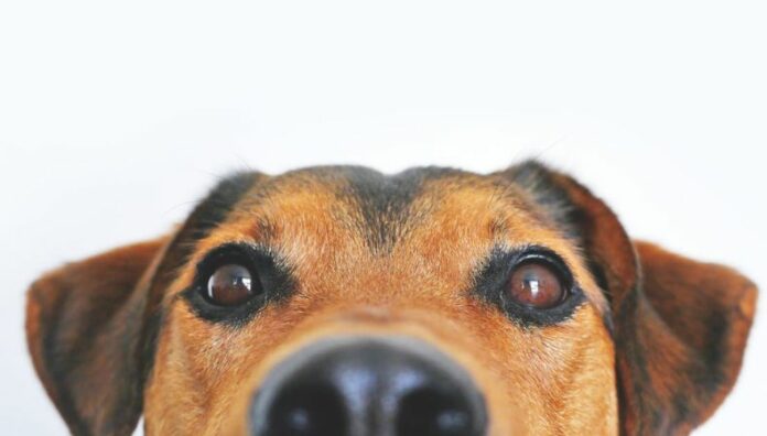 Moquillo Canino: una enfermedad de alto riesgo para las mascotas El moquillo canino es una infección viral de rápida propagación y considerada una de las principales amenazas para la vida de los perros cuando no se diagnostica ni se atiende oportunamente.