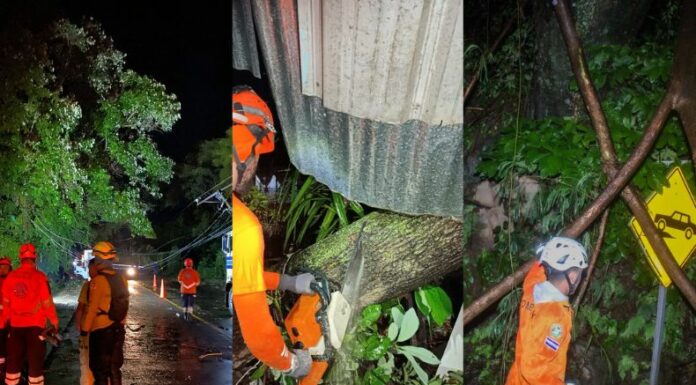 Las lluvias registradas anoche causaron la caída de varios árboles y bloqueos de calles en distintas partes del país. 