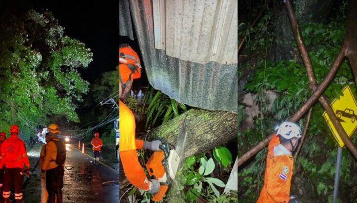 Lluvia dejan más árboles caídos en varios puntos del país Las lluvias registradas anoche causaron la caída de varios árboles y bloqueos de calles en distintas partes del país.