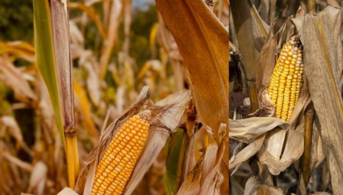 Cultivos en riesgo por la reducción de áreas de terreno El sector agrícola advierte riesgos en la producción de los cultivos para este año a causa de la reducción de áreas de terreno. Entre los factores está el cambio climático y el costo de los insumos.