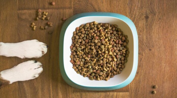 Una nutrición balanceada previene enfermedades y prolonga la vida de las mascotas, ya que mejora su ánimo y fortalece vínculo con los dueños.